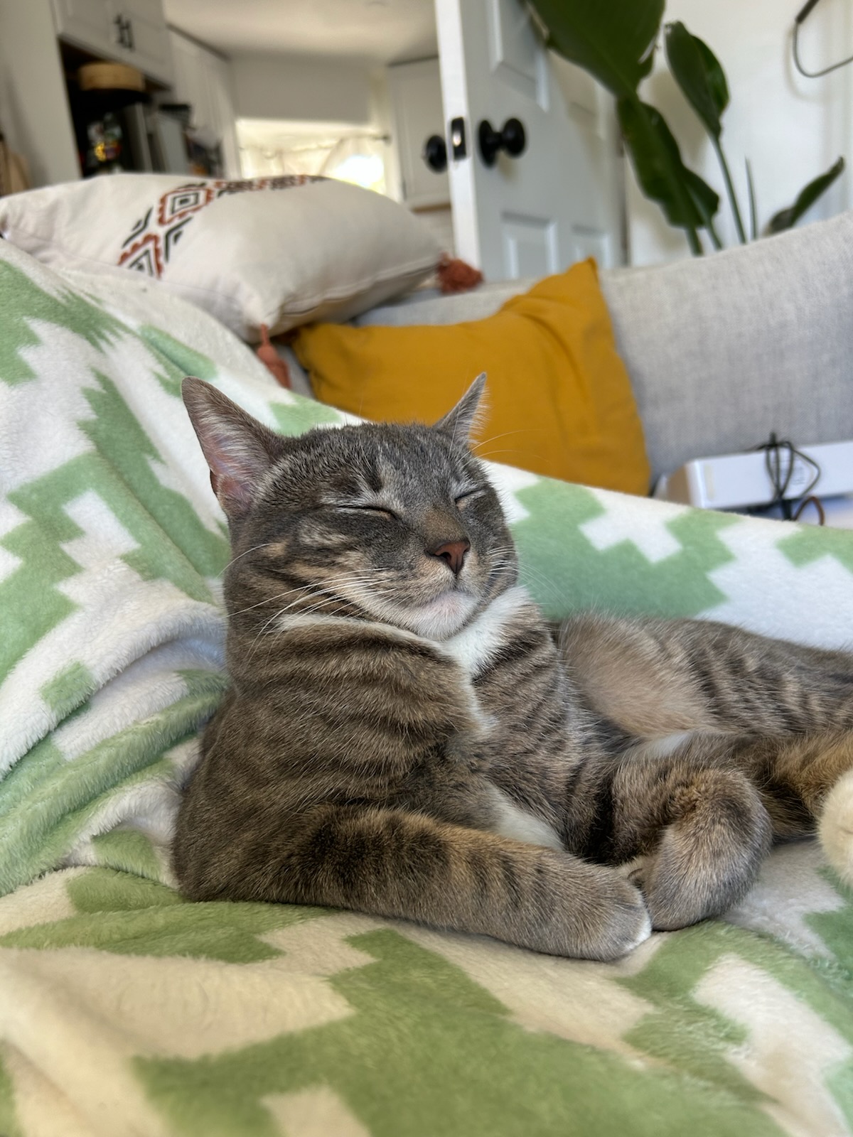 A picture of a tabby cat Daisy leaning and falling asleep on a couch.